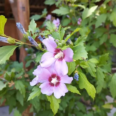 Eletvirag Rezidencia Es Vendeglak *