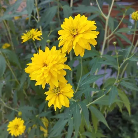 Eletvirag Rezidencia Es Vendeglak Apartment *